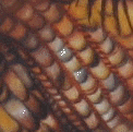Shell Still Life